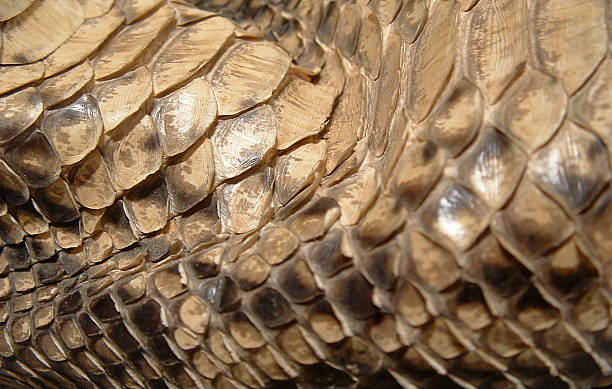Close-up de uma pele de cobra - foto de acervo