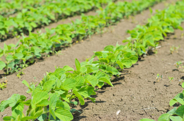 istock Green cultivated soy plant field,close up 901689812