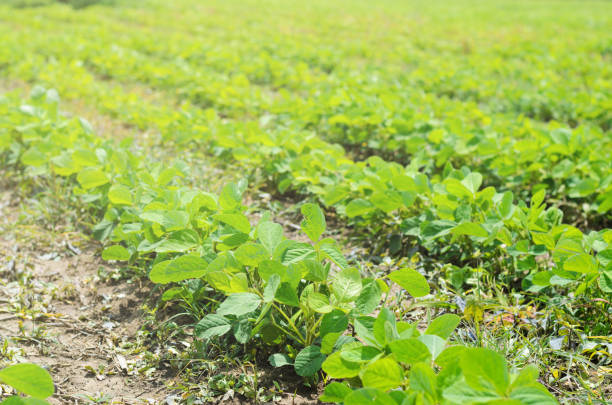 istock Green cultivated soy plant field,close up 901690366