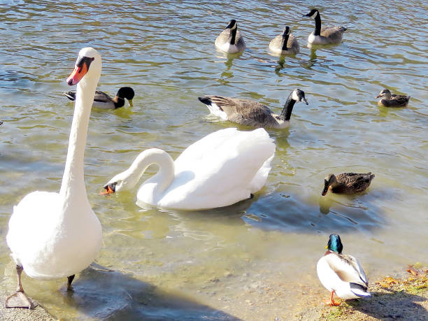 istock Toronto High Park swans, ducks and geese 901694384