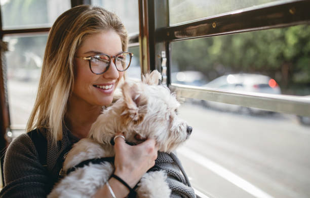 istock I taking my dog everywhere with me 901694614