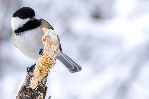 Photo of A Chickadee perched on a branch, feeding, in winter