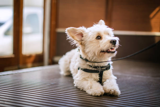 Little dog in tramcar