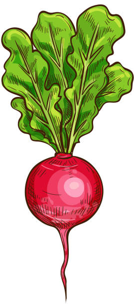 bildbanksillustrationer, clip art samt tecknat material och ikoner med rädisa vektor skiss vegetabiliska icon - radishes