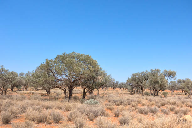 istock Flat desert landscape in the Northern Territory 901705326