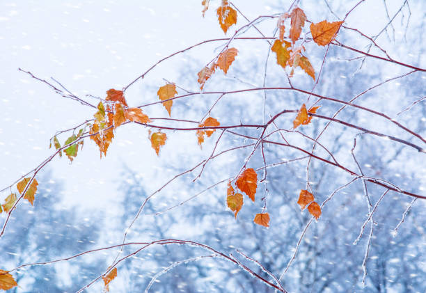 herbstlaub in einem raureif. herbst frost. herbstlaub gefrorene hintergrund - winter woods frost fragility stock-fotos und bilder