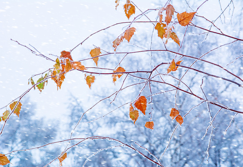 Autumn leaves in a hoarfrost. Autumn frosts. Autumn frozen leaves background