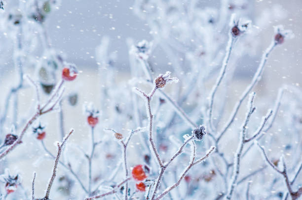 Branches of wild rose hips with red berries covered with hoarfrost in the winter garden. Shallow depth of field Branches of wild rose hips with red berries covered with hoarfrost in the winter garden. Shallow depth of field rose christmas red white stock pictures, royalty-free photos & images