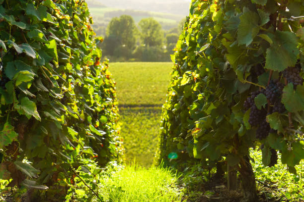 row vine grape in champagne vineyards at montagne de reims, france - montagne sol imagens e fotografias de stock