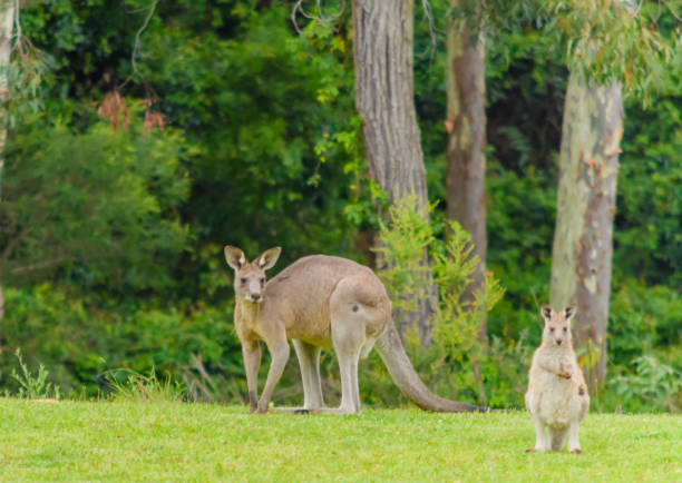 istock Mother kangaroo and her joey 901714394