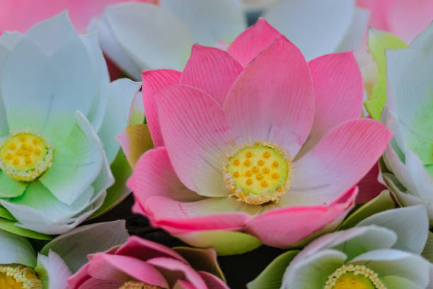 симпатичные искусственные розовые цветы лотоса или водяная лилия. искусственный цветок лотоса, цветок бумажного лотоса ручной работы с ро� - false priest стоковые фото и изображения
