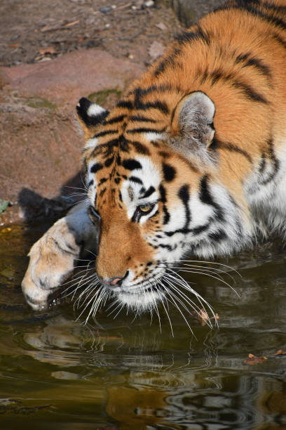 istock High Angle View Of Tiger Drinking Water At Lakeshore 901718066
