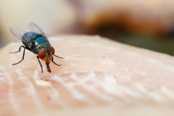 istock Macro close-up of flies dried fish meat 901718220