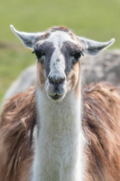 istock Llama portrait. Unusual farm animal looking at camera. 901718720