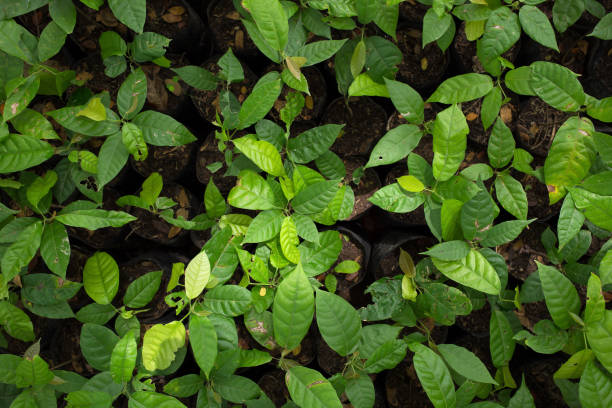 istock Small cocoa tree on the farm plantation 901722082