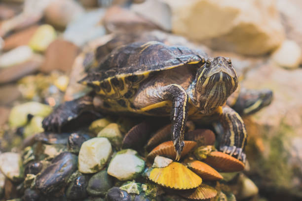 istock Portrait of turtle resting on rock. 901722798