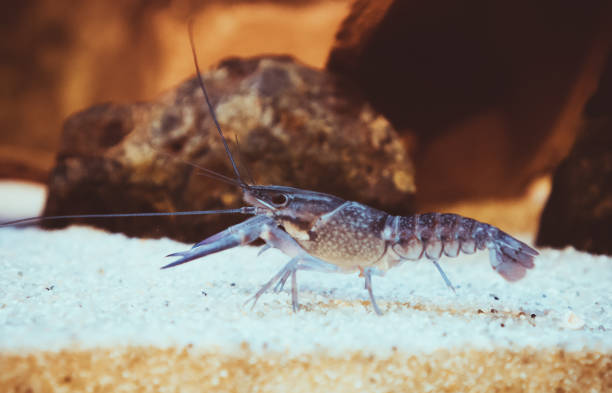 istock Small crustacean on the bottom of the sea. 901722810