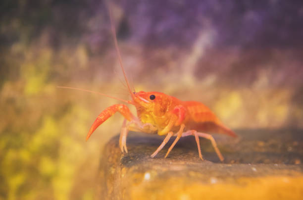 istock Small crustacean on the bottom of the sea. 901722816