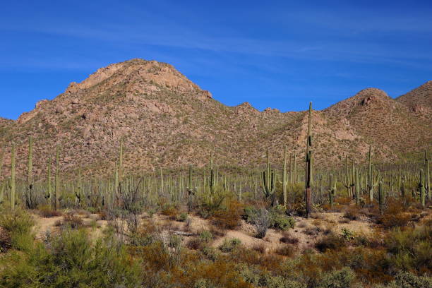 istock Saguaro National Park West 901732554