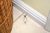 A Brown Widow On Its Web