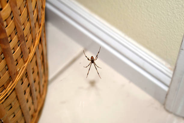 A Brown Widow On Its Web A snapshot of a brown widow spider hanging on its web near a basket inside my house. arachnid photos stock pictures, royalty-free photos & images