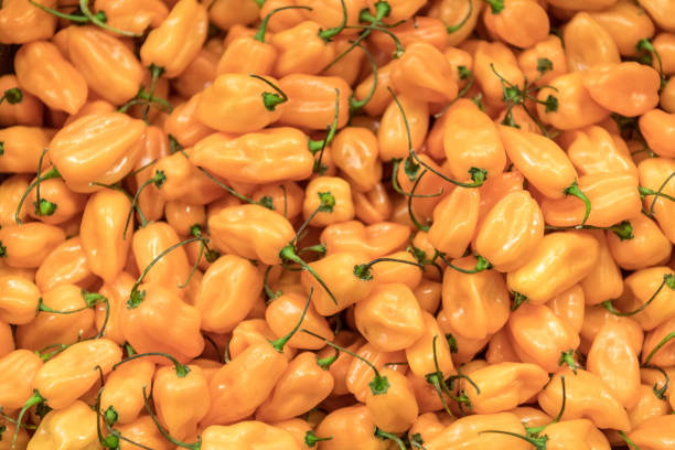 Chile Manzano. Also known as rocoto, locoto, morrongo, peron. Commonly consumed fresh in the cuisine of several Latin American countries