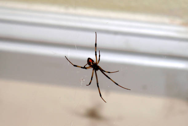An Arachnid On Its Web stock photo