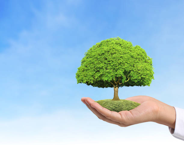 istock Close up hands holding  plant 901744512