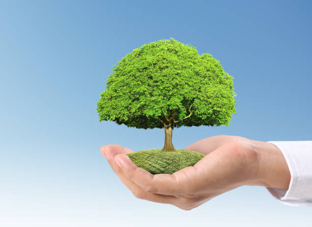 istock Close up hands holding  plant 901744526