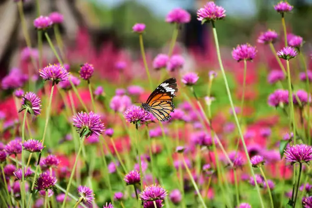 butterfly eat sweet nectar from pink fireworks flower in the garden with copy space