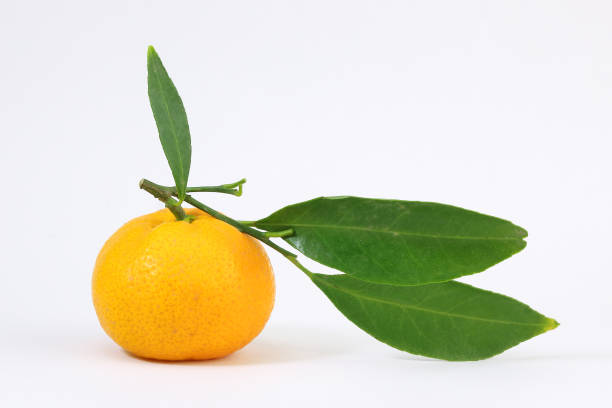 istock Yellow Tangerine Mandarin Orange 901756140