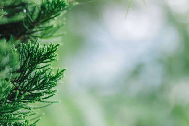 istock Christmas leaves after rain in the forest. 901762322