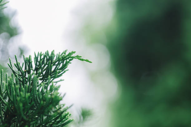 istock Christmas leaves after rain in the forest. 901762332