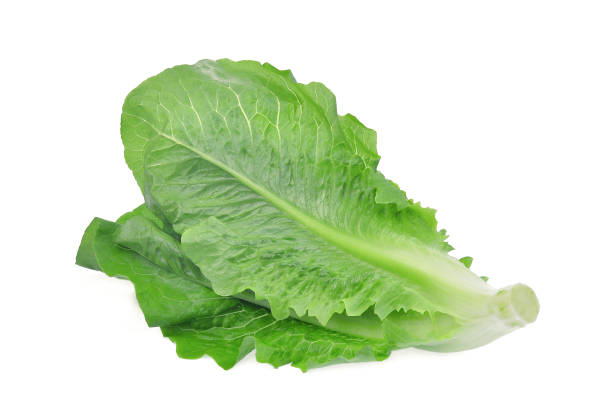 istock fresh baby cos, green lettuce isolated on white background 901765120