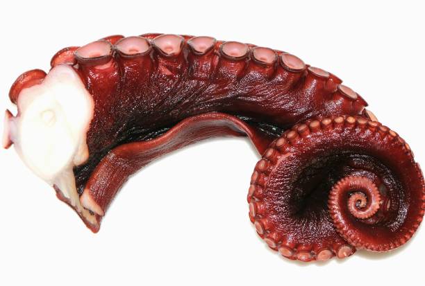 istock Regional Food Backgrounds Octopus 901766632