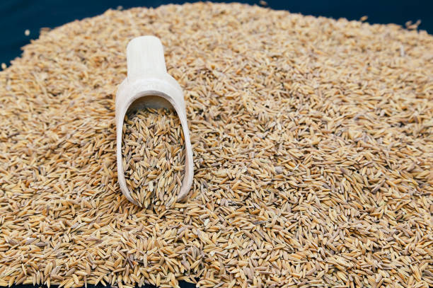 Pile of Paddy. Paddy is a grain that has not removed the peel. nub stock pictures, royalty-free photos & images
