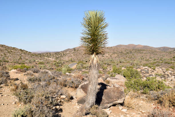 istock Joshua Tree's Unique Plant Life 901769672