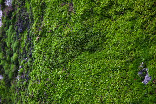 istock Green lichen or moss on the wall for background and texture 901772376