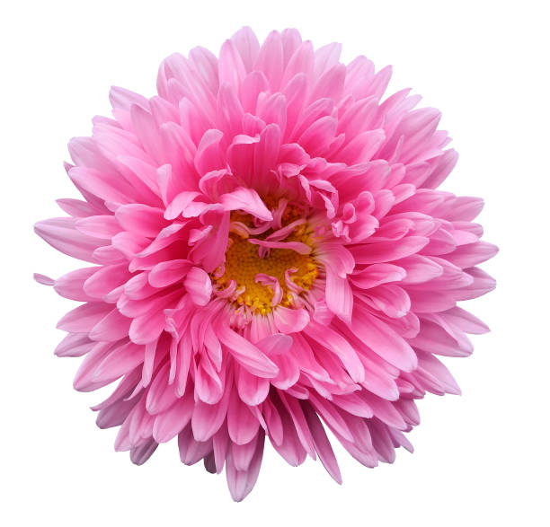 istock Bright pink flower Aster on a white isolated background with clipping path. Flower for design, texture,  postcard, wrapper.  Closeup.  Nature. 901773154