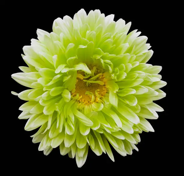 White-green-yellow flower Aster on the black isolated background with clipping path. Flower for design, texture,  postcard, wrapper.  Closeup.  Nature.