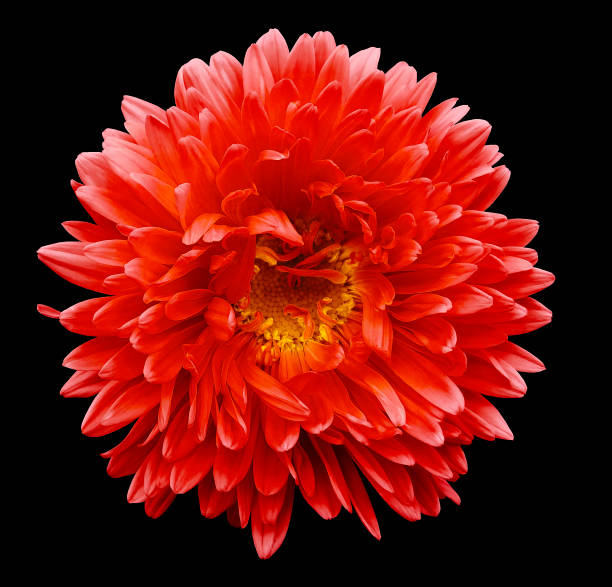 istock Red flower Aster on the black isolated background with clipping path. Flower for design, texture,  postcard, wrapper.  Closeup.  Nature. 901773414