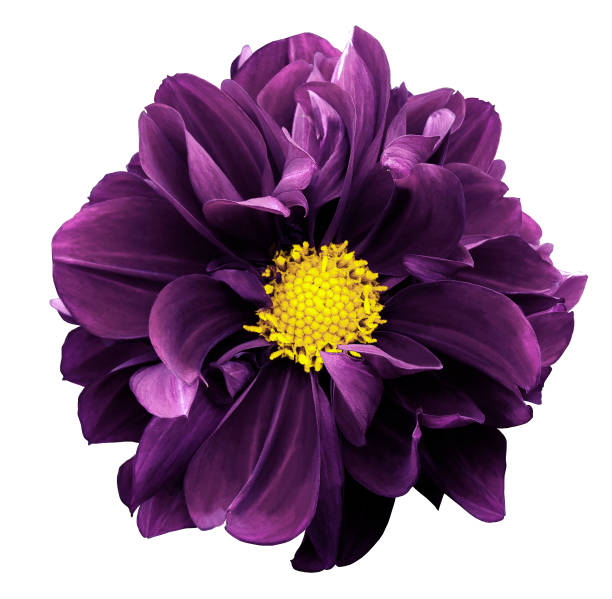 istock Violet dahlia. Flower on a white  isolated background with clipping path.  For design.  Closeup.  Nature. 901773642
