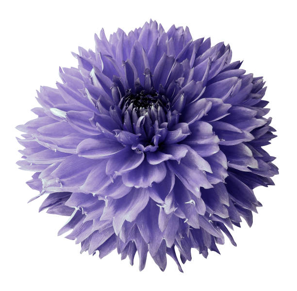 istock Violet isolated background with clipping path.  For design.  Closeup.  Nature. 901773644