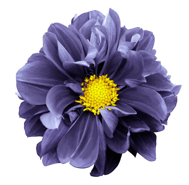 istock Violet dahlia. Flower on a white  isolated background with clipping path.  For design.  Closeup.  Nature. 901773740