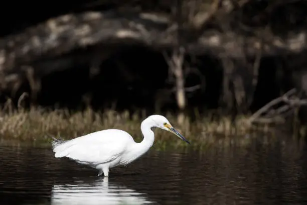 A beautiful white little egret (Egretta garzetta garzetta) wading in lake water looking for food against a dark background.