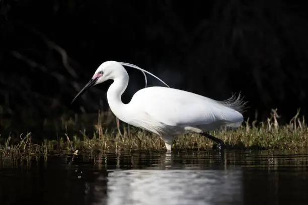 A beautiful white little egret (Egretta garzetta garzetta) in full breeding plumage wading in dark lake water looking for food against a dark background.