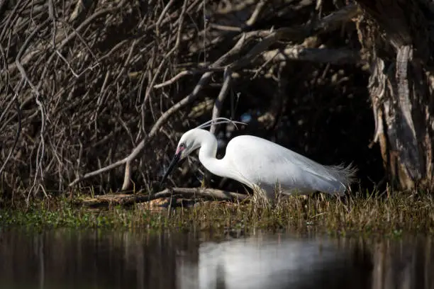 A beautiful white little egret (Egretta garzetta garzetta) in full breeding plumage wading in dark lake water looking for food against a dark deadwood background with a reflection below.