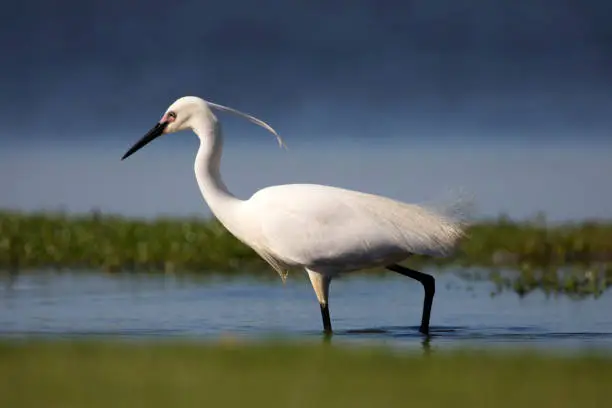 A beautiful white little egret (Egretta garzetta garzetta) wading in blue lake water looking for food in the submerged vegetation against a blue background.