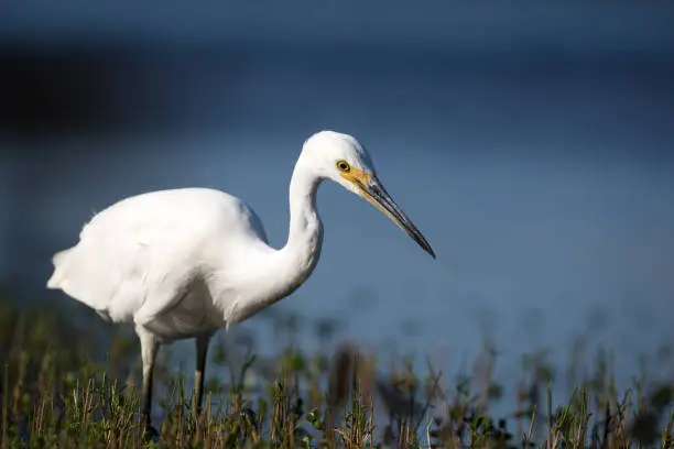 A beautiful white little egret (Egretta garzetta garzetta) wading among submerged vegetation in lake water looking for food against a blue background.