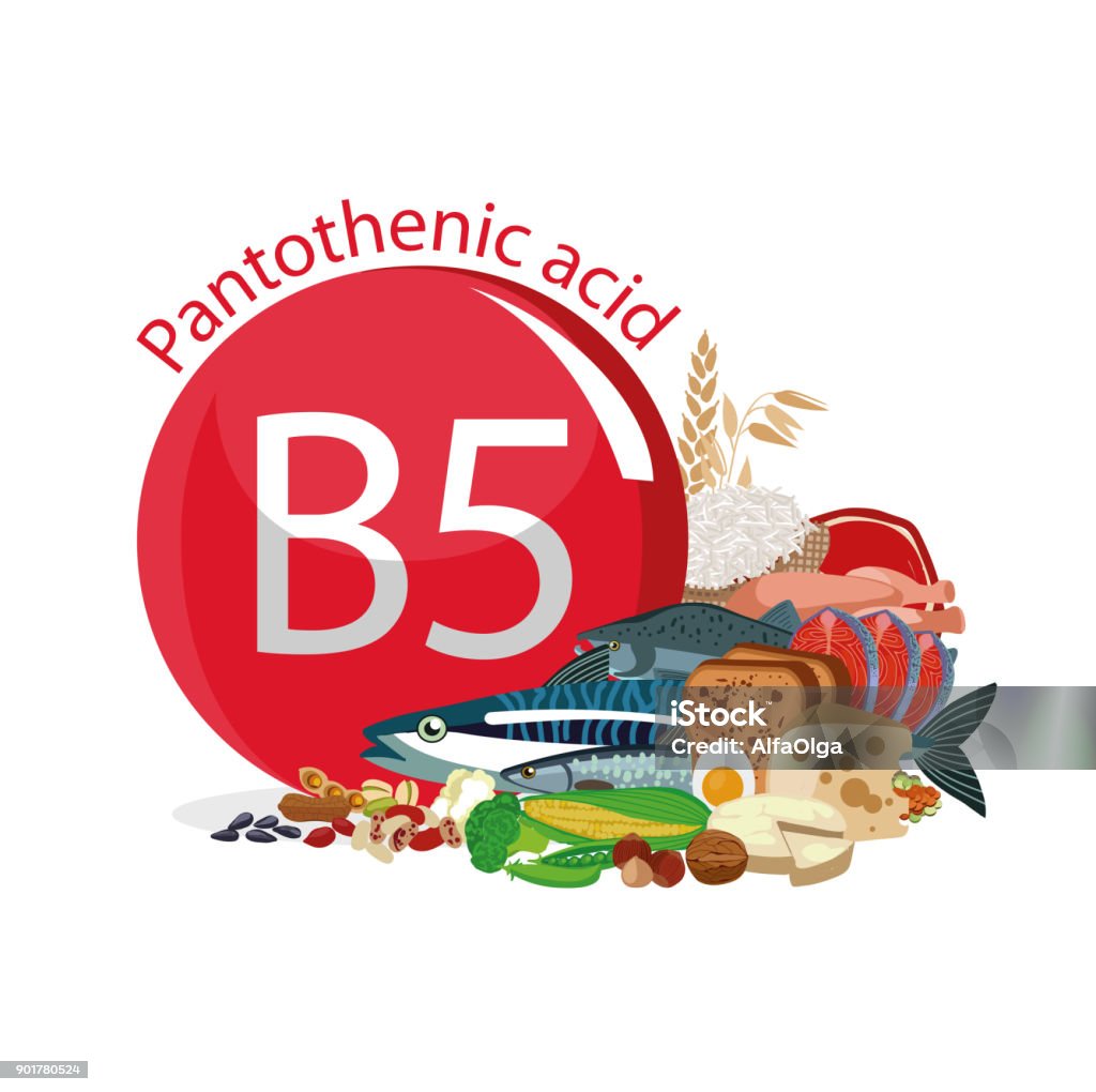 Vitamin B5 (Pantothenic acid). Vitamin B5 (Pantothenic acid). Food sources. Natural organic products with the maximum vitamin content. Vitamin stock vector